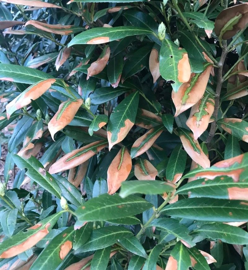 Woody Shrubs May Show Leaf Browning