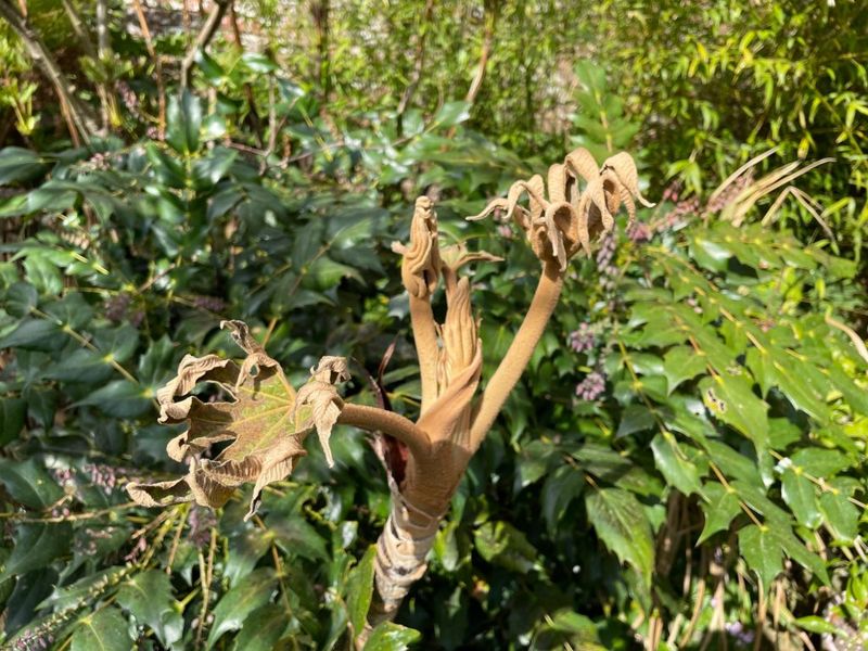 Soft New Growth Is More Vulnerable Than Mature Tissue