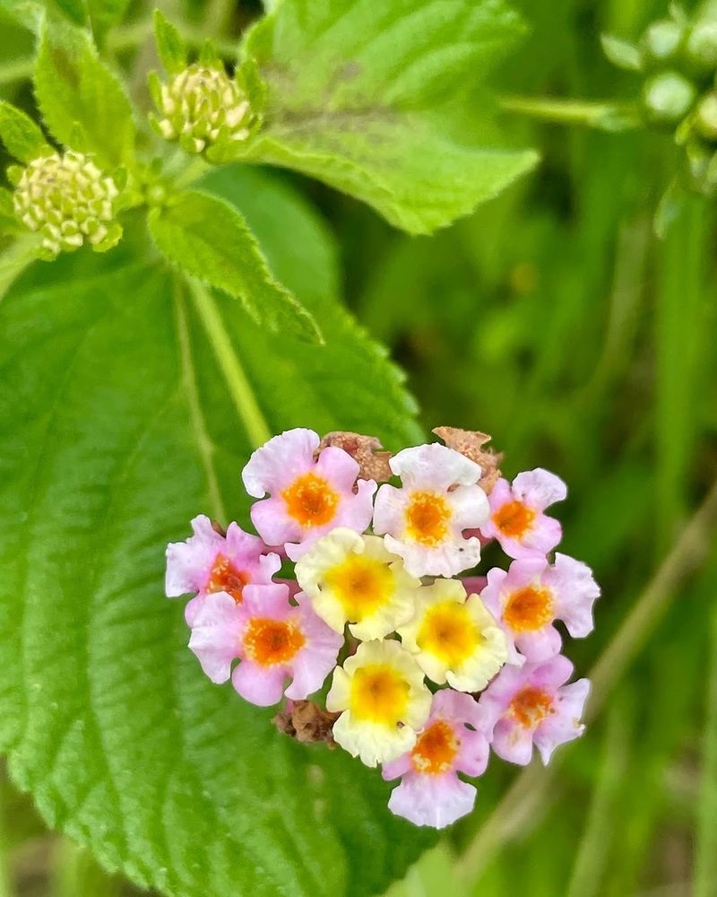 Bloom Color Is Not The Best Way To Identify Lantana