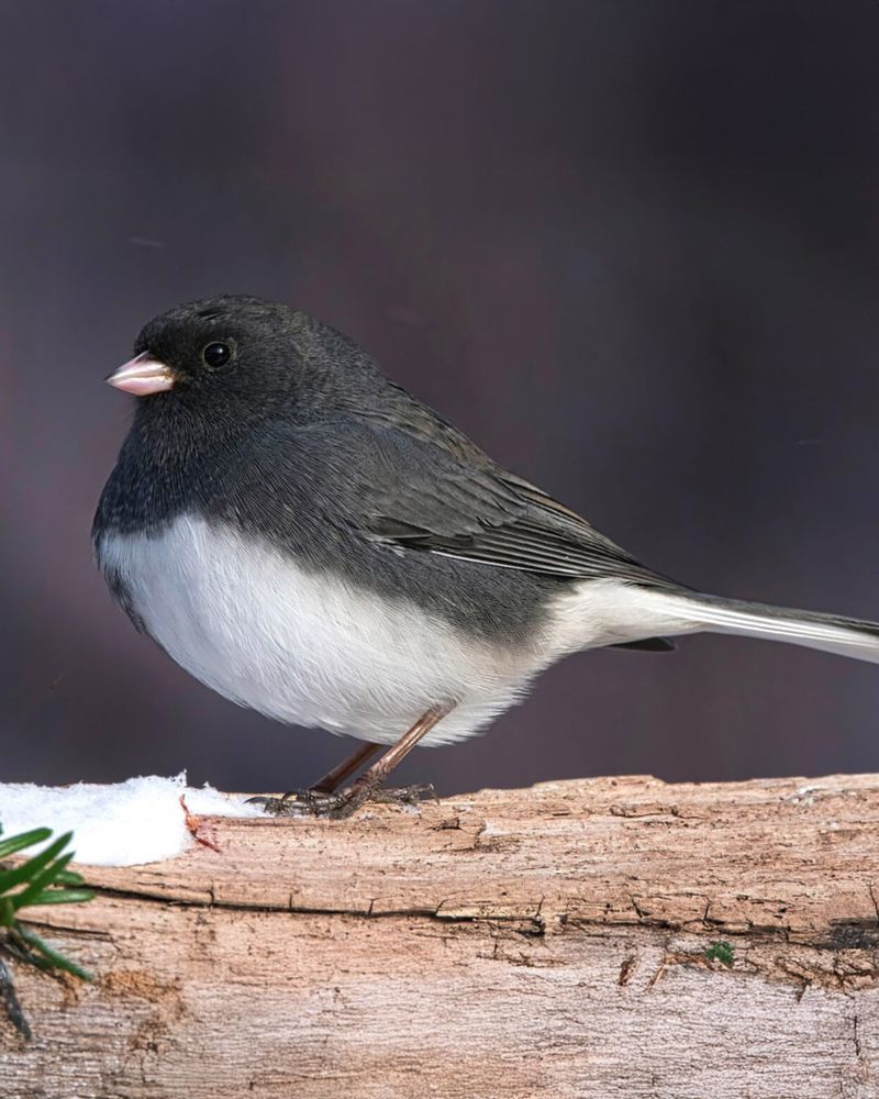 Dark-eyed Junco
