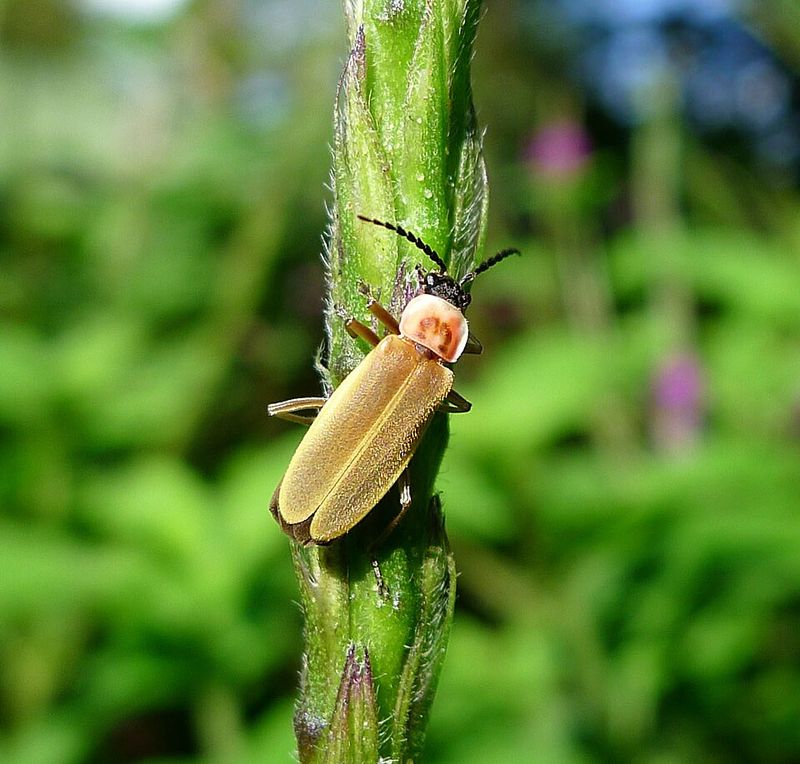 Beneficial Insects Return To Support Garden Growth