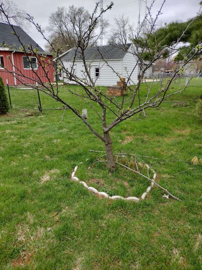 Plum Trees Grow Stronger With Proper Early Season Pruning