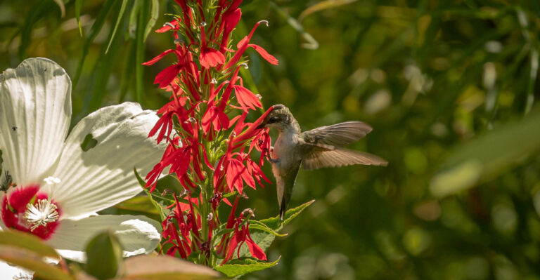 cardinal flower