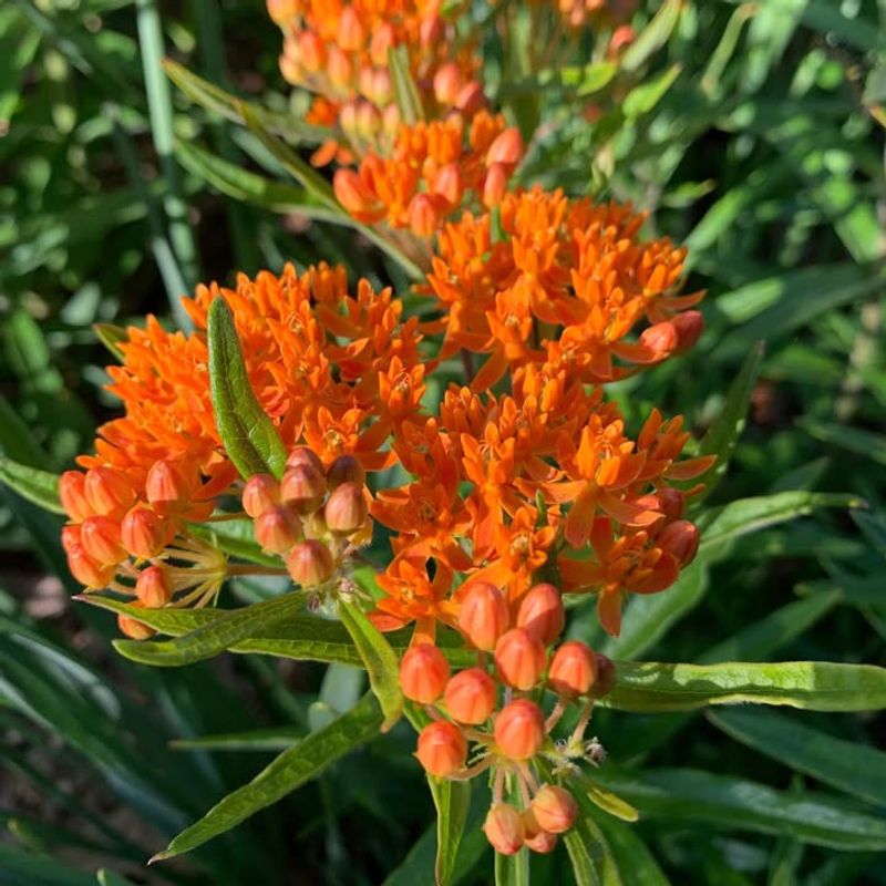 Butterfly Weed With Bright Orange Spring Flowers
