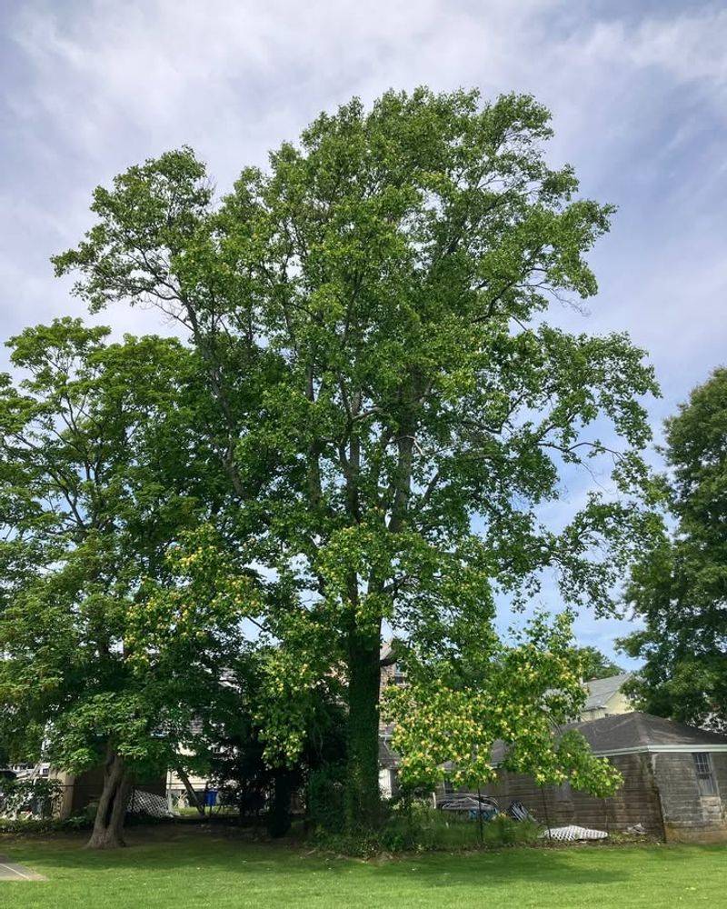 Tulip Poplar Grows Tall And Fast In Georgia Soil