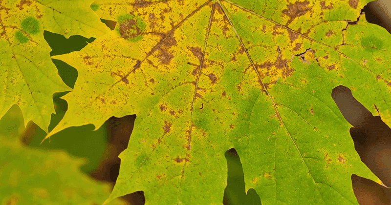 Red Maple Struggles In The Wrong Soil