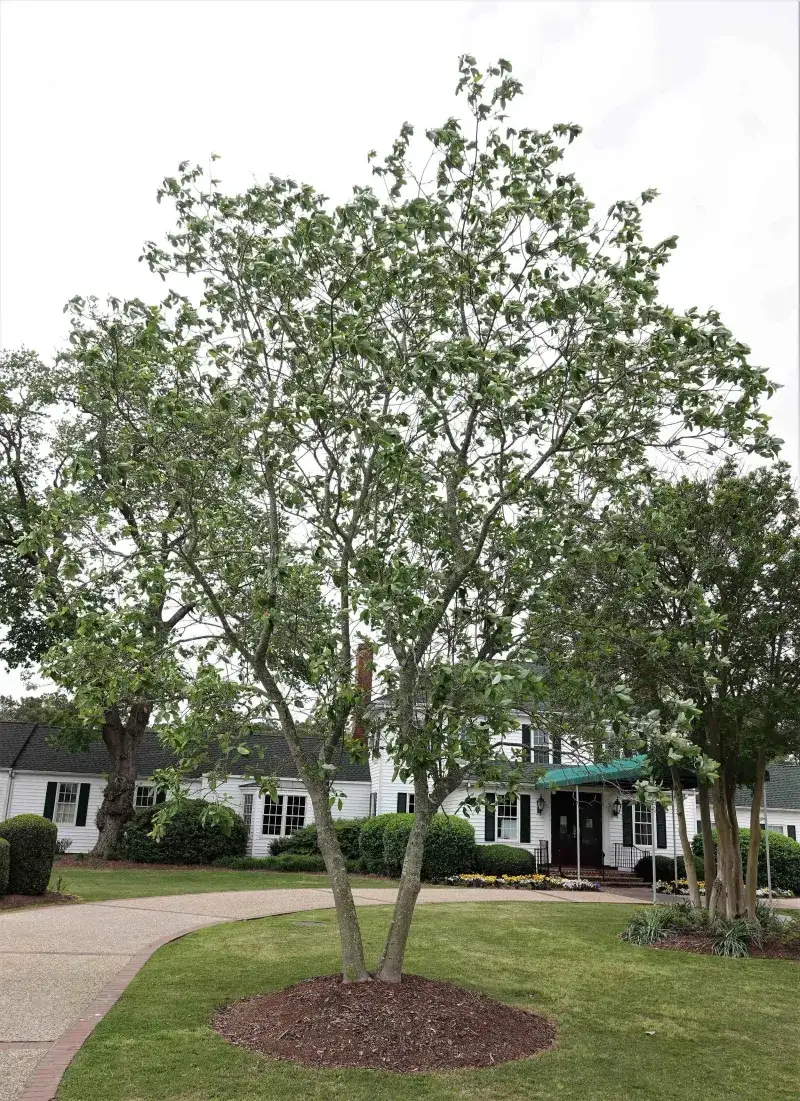 Sweetbay Magnolia Freshens Damp Corners And Bright Backyard Edges