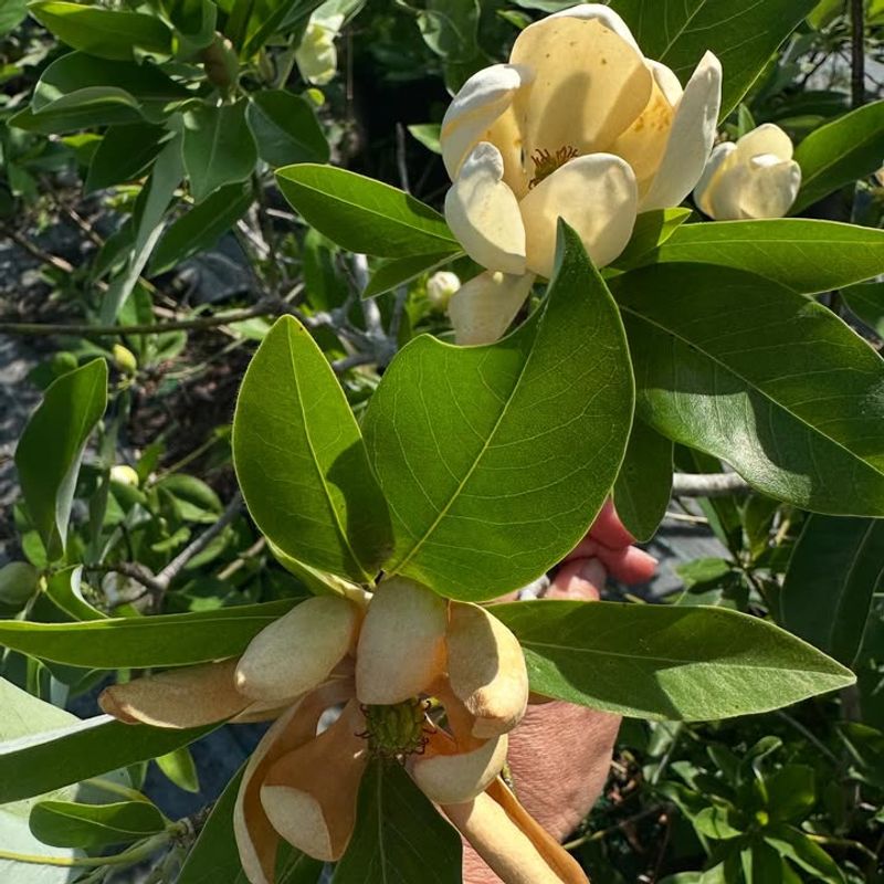 Sweetbay Magnolia Adapts Well To Moist Soil Conditions