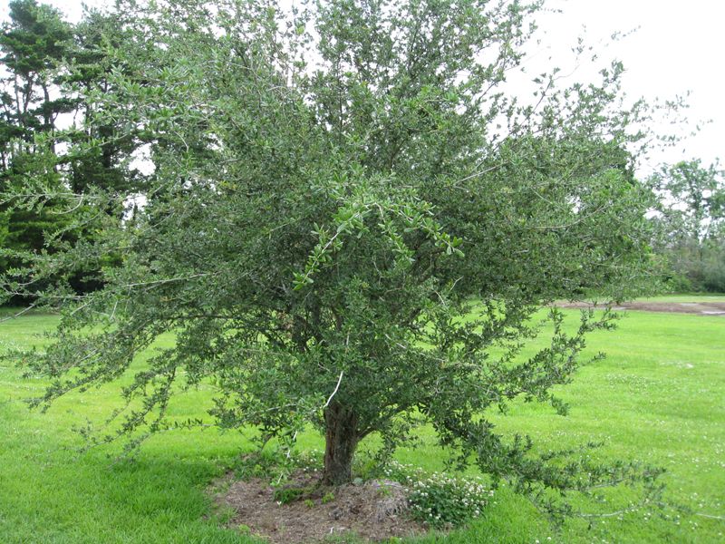 Sand Live Oak Thrives In Dry Sandy Soils