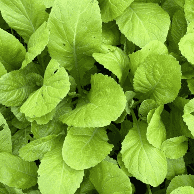 Feaster Mustard Greens Provide Flavorful Harvests