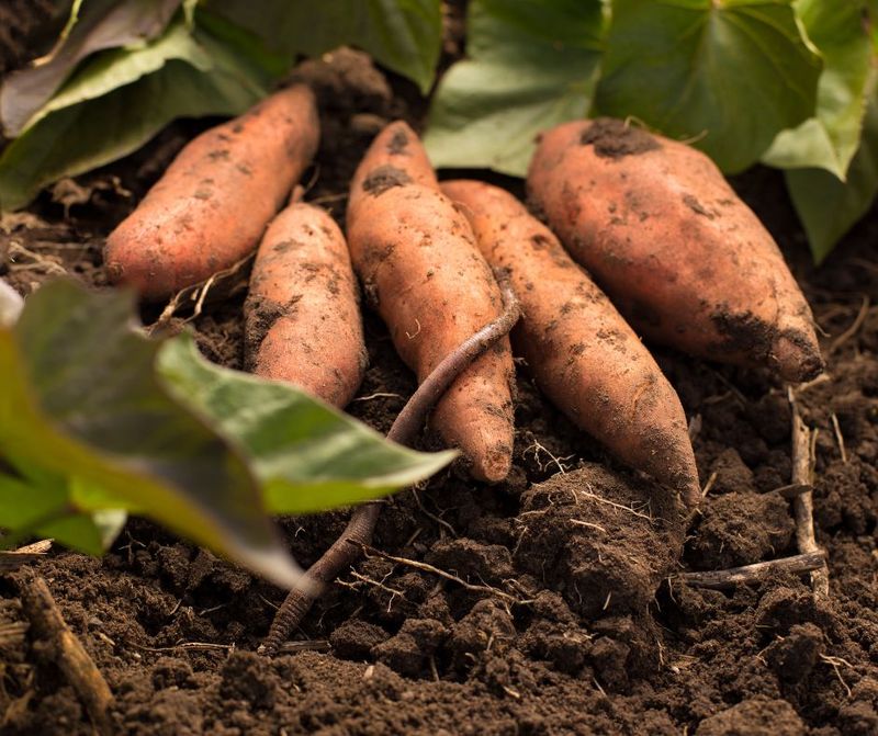 Sweet Potatoes Handle Heat Better Than Most Crops