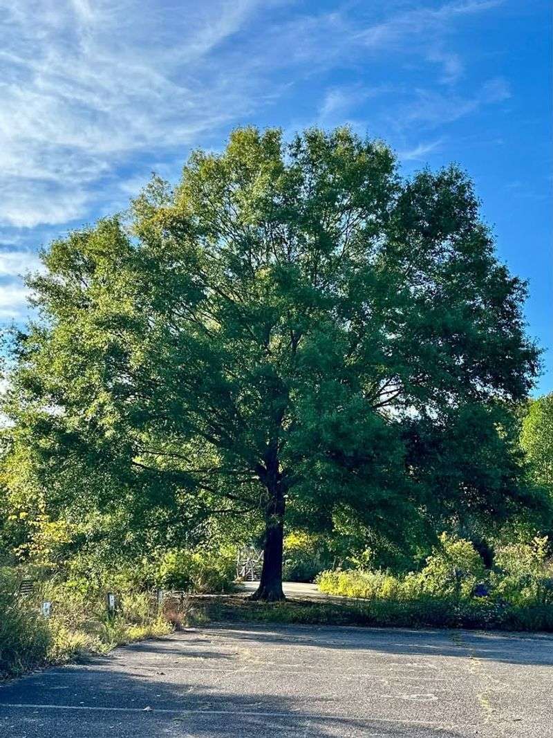 Willow Oak Forms A Tall Tree With Graceful Narrow Leaves