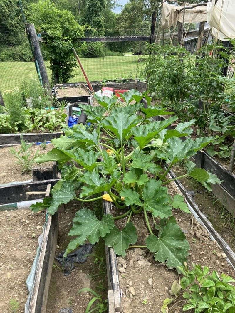 Grow Zucchini For High-Yield Summer Picks