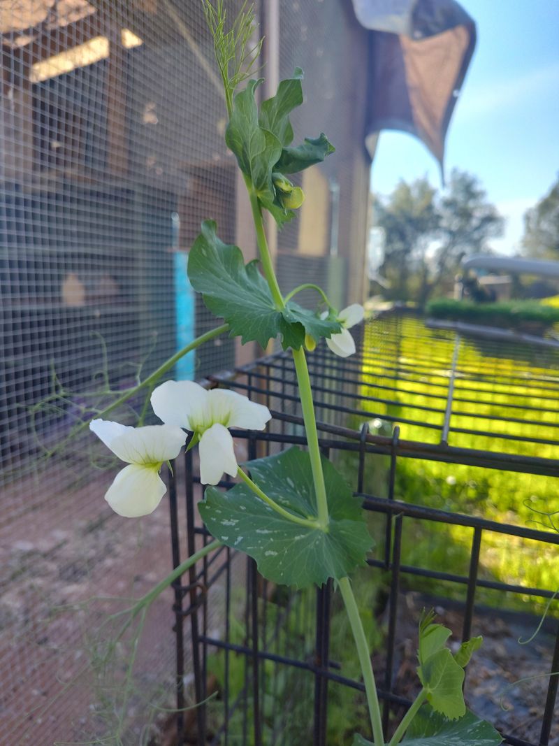 Plant Peas For Sweet Spring Pods