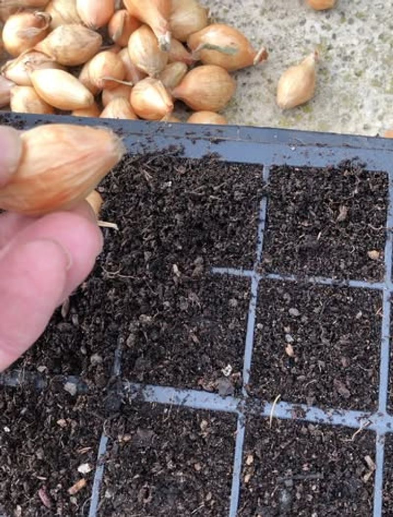 Start Onion Sets And Garlic