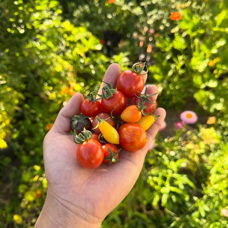 Plant Warm-Season Vegetables And Herbs