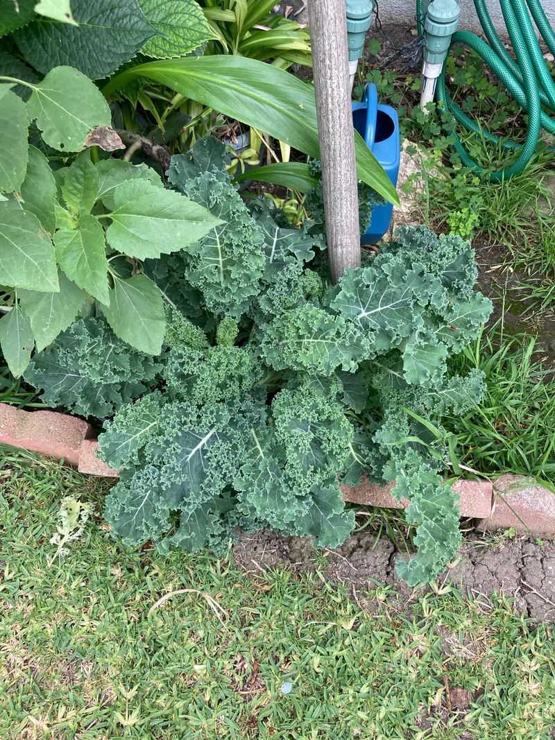 Plant Kale For Frost-Friendly Harvests