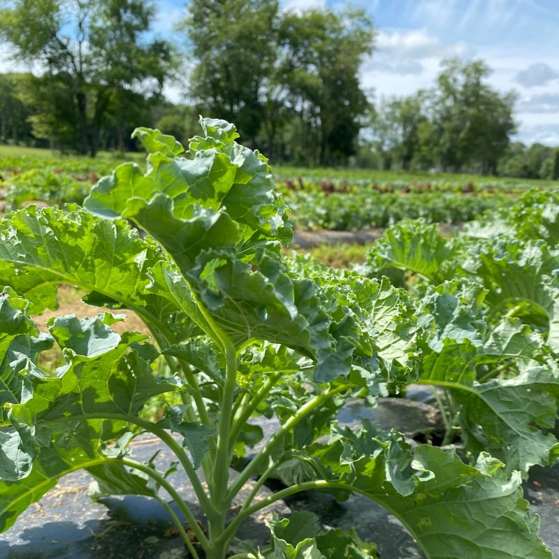 Grow Kale For Year-Round Leafy Nutrition
