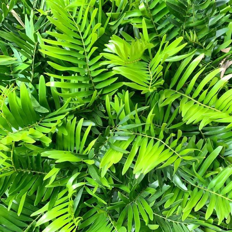 Establish Coontie For Evergreen Structure That Grows Steadily