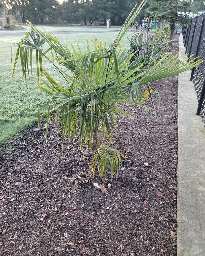 Correct Nutrient Deficiencies In Florida Soil