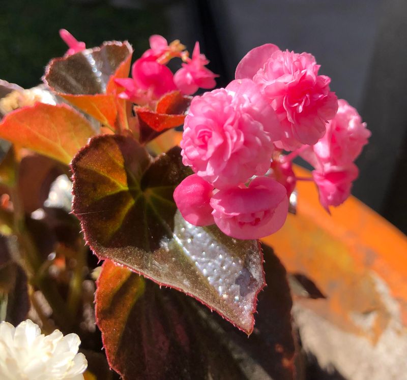 Bring Indoors Or Treat As Annuals