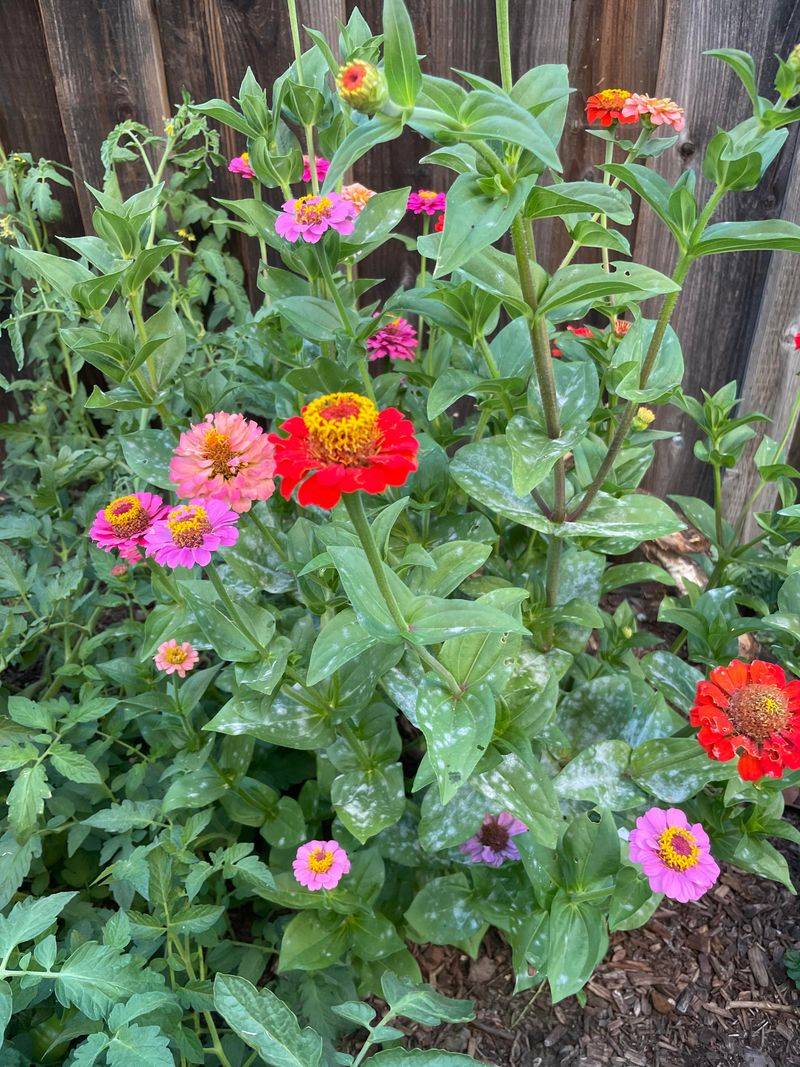 Watch For Powdery Mildew