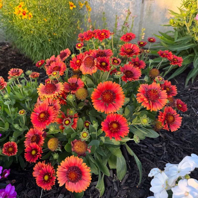 Remove Spent Flowers To Encourage More Blooms