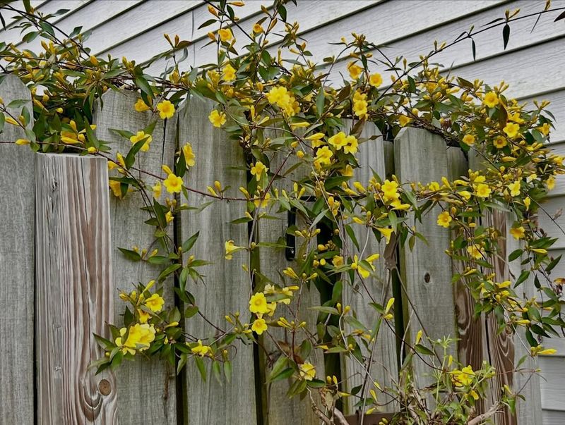 Check And Adjust Ties As Vines Grow Faster