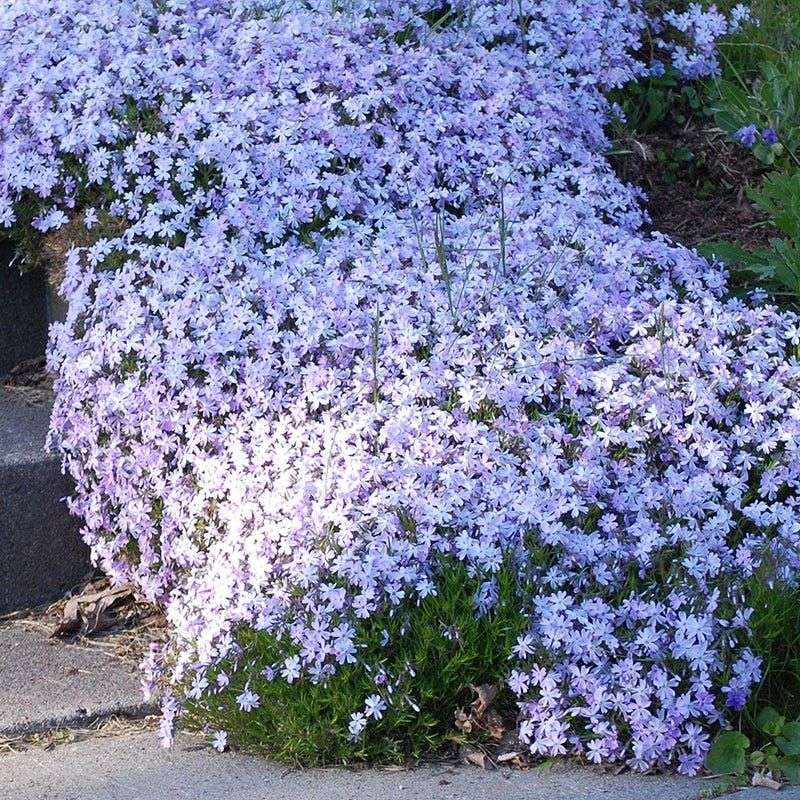 Creeping Phlox 