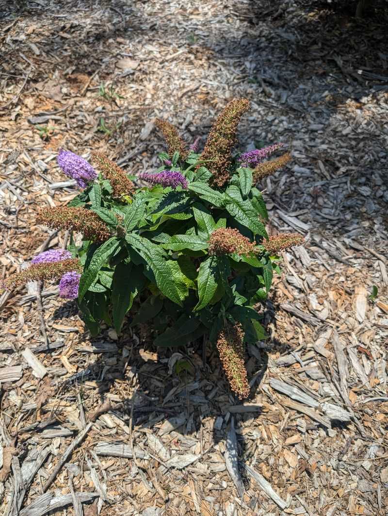 Summer-Blooming Shrubs