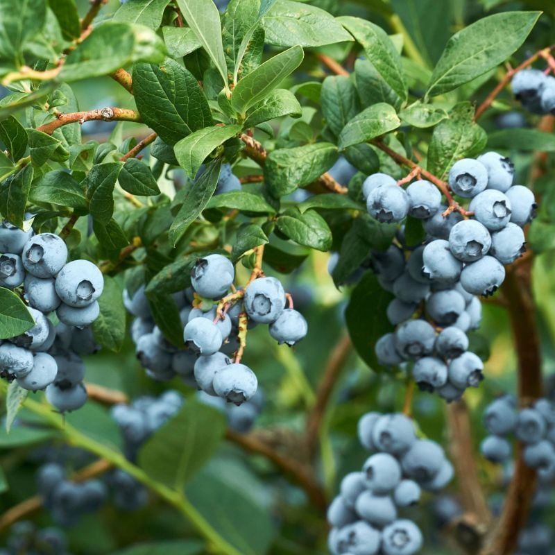 Highbush Blueberry That Offers Sweet Summer Treats