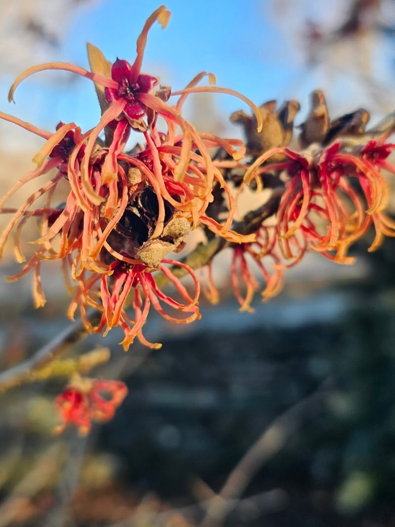 Witch Hazel Steps Into Bloom When Winter Barely Lets Go