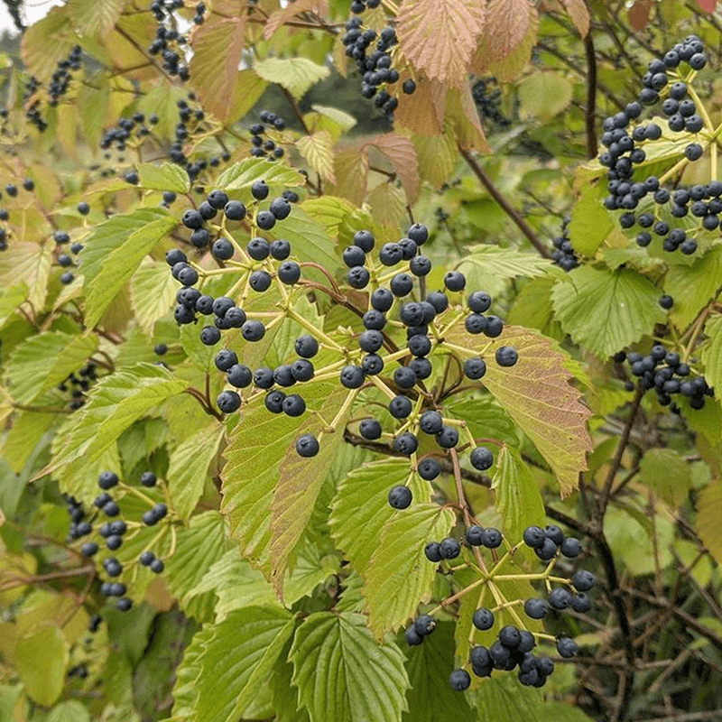 Arrowwood Viburnum Offers Reliable Fall Color And Wildlife Berries