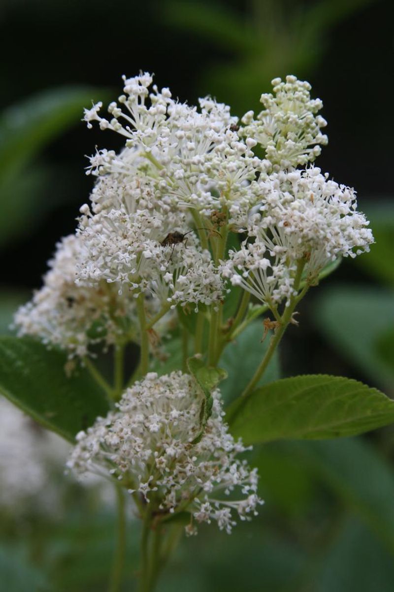 New Jersey Tea (Ceanothus Americanus)