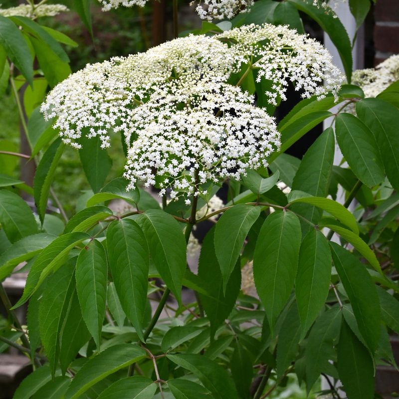 American Elderberry 