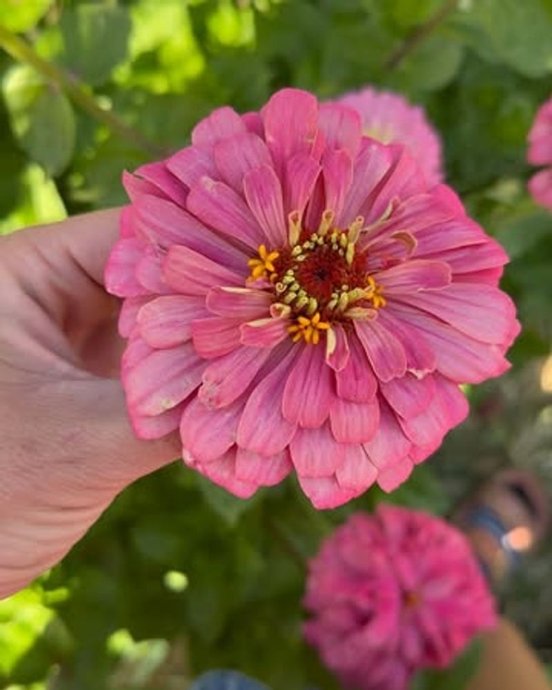 Root Rot From Poor Drainage Or Overwatering