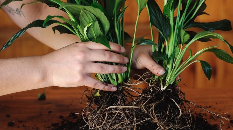 Peace Lily (Spathiphyllum Spp.)