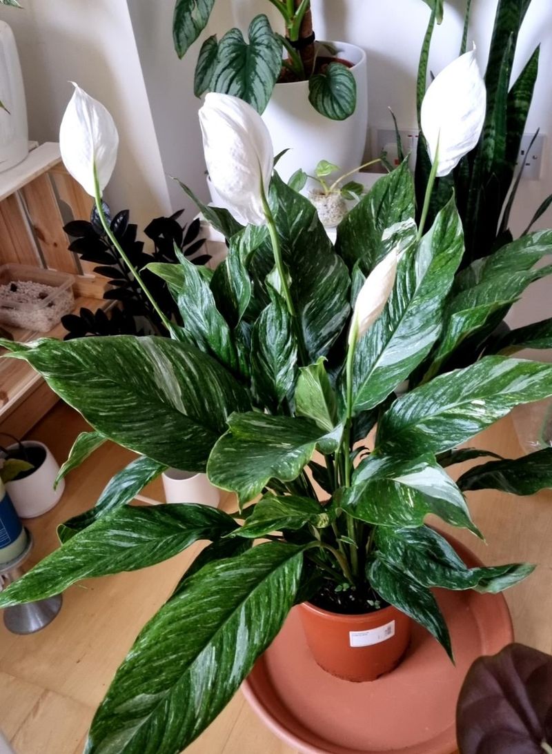 Peace Lily (Spathiphyllum)