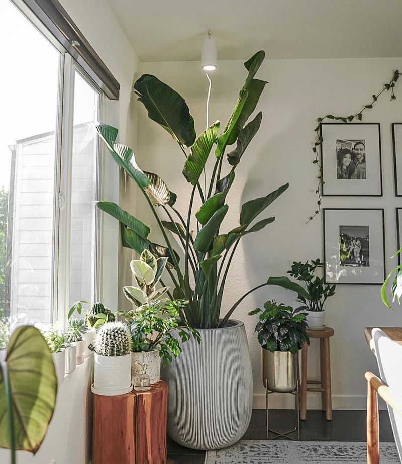 Bird Of Paradise Turns Living Rooms Into Tropical Retreats