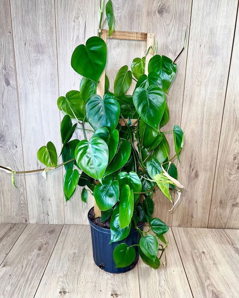 Heartleaf Philodendron Climbs Fast