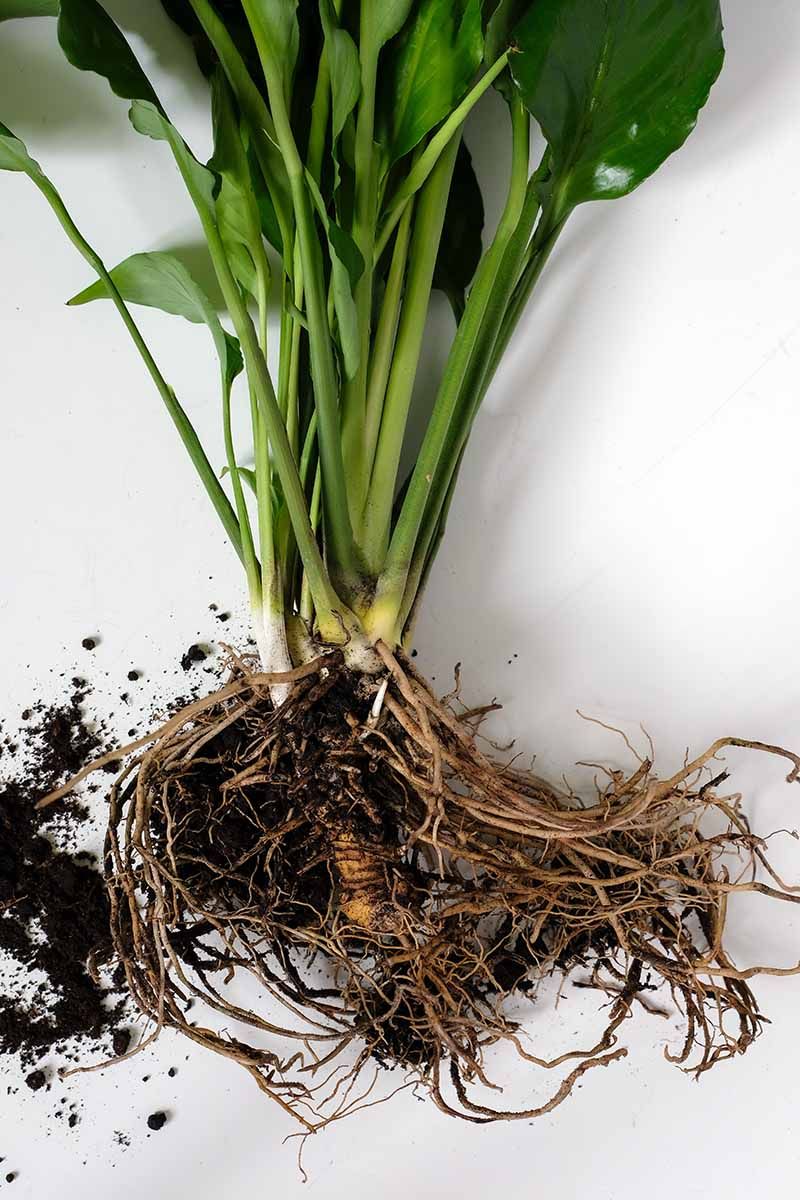 Peace Lily Forms Clumps That Split Into New Plants