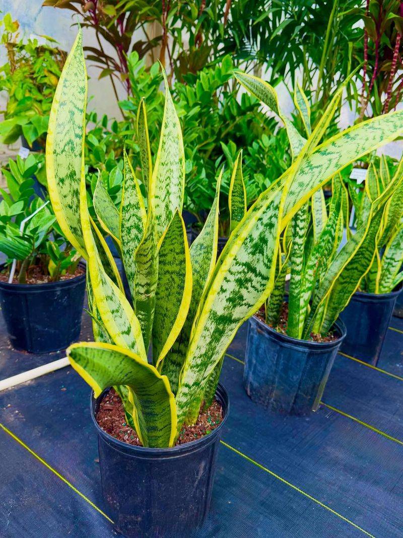 Snake Plant Begging For Airier Soil And More Space