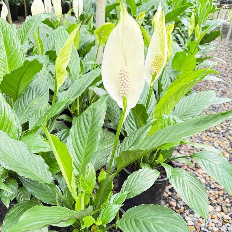 Peace Lily