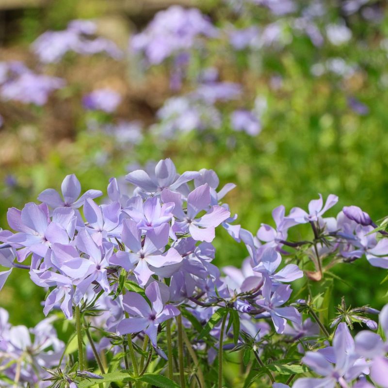 Phlox Divaricata Covers Woodland Edges With Spring Color