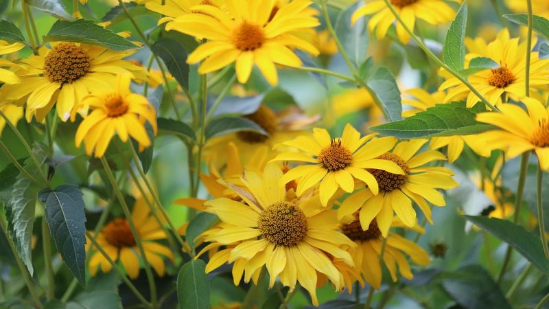 False Sunflower Powers Through Clay With Weeks Of Color