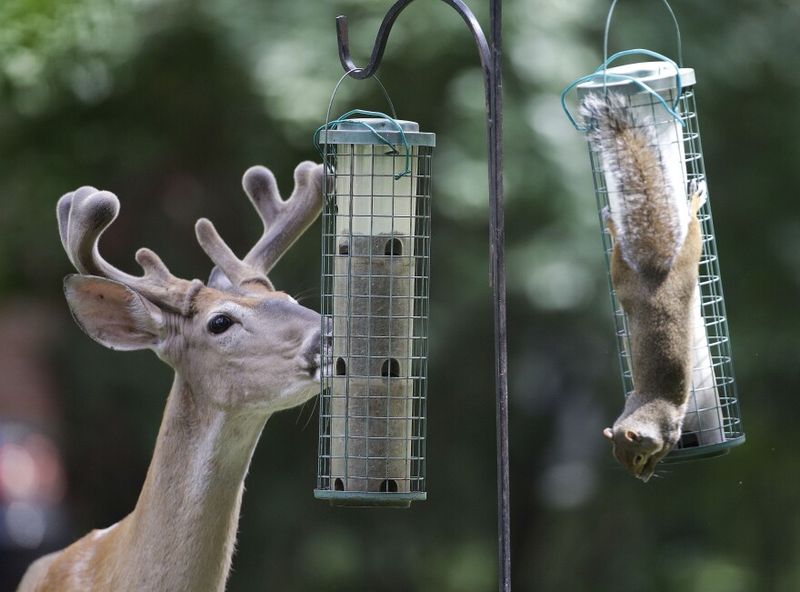 Feeding Stations Draw Deer Into Landscapes