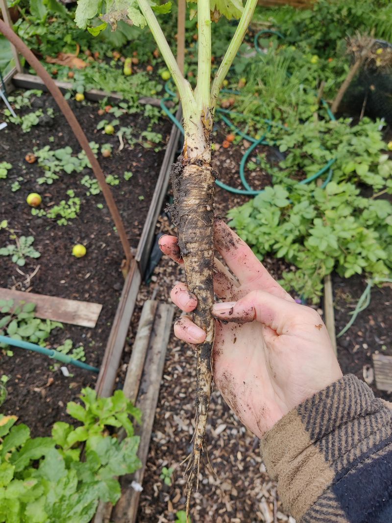 Parsnips