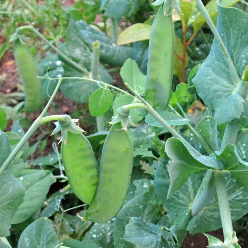 Peas (Dwarf Varieties)