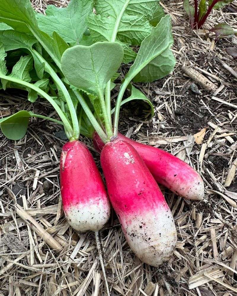 Radishes