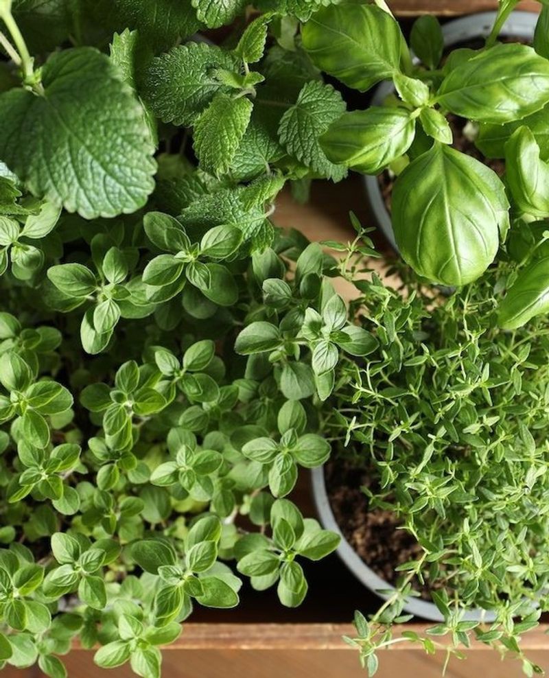 Fresh Herbs Bring Flavor Fast
